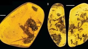 frog amber fossil