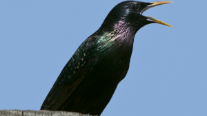 birds are dinosaurs