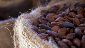 cacao chocolate origin